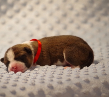 Miot/Litter A (Goldi i Malik)