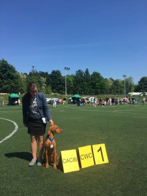 12-13.05.18 CACIB Ł&oacute;dź