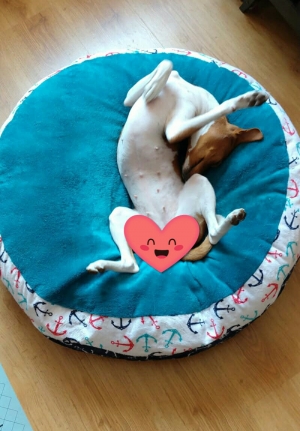 20.04.20 Whats new in our kennel?