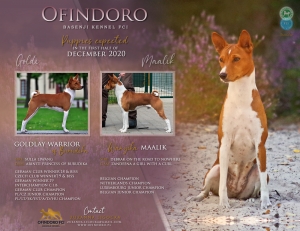 We are expecting puppies puppies !!!